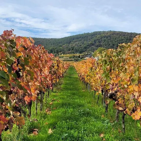 公寓 Freiraum Neustadt an der Weinstraße