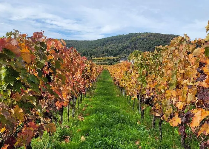 アパート Freiraum Neustadt an der Weinstraße